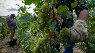 A grape-picker harvests Chardonnay grapes on a plot of the Gobillard vineyard in Hautvillers, France, Aug. 18, 2026.