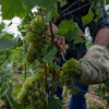 A grape-picker harvests Chardonnay grapes on a plot of the Gobillard vineyard in Hautvillers, France, Aug. 18, 2026.