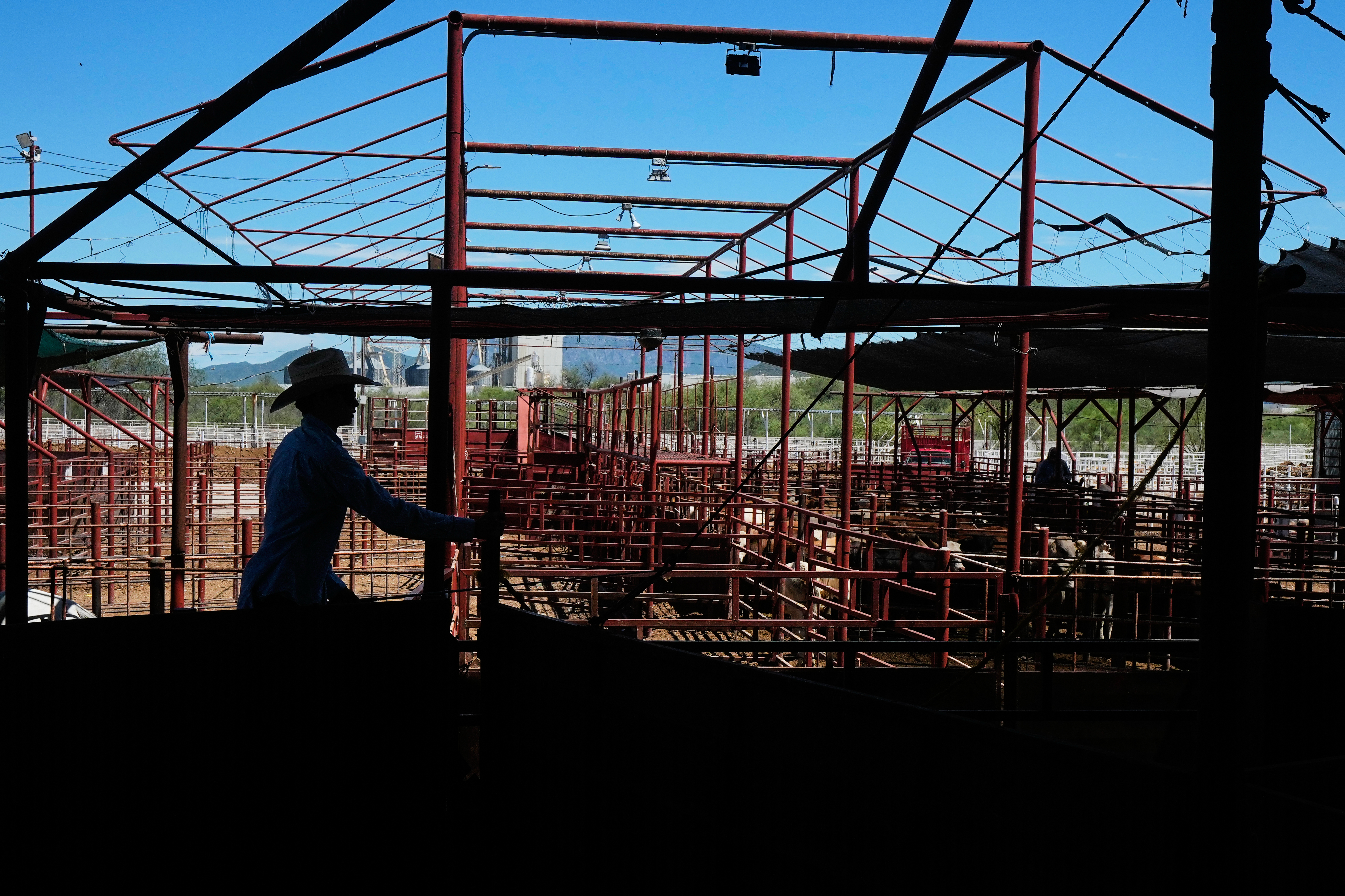 A cattle handler moves calves during an auction at a livestock market in Hermosillo, Mexico, Aug. 18, 2026.
