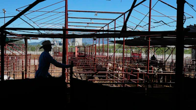 A cattle handler moves calves during an auction at a livestock market in Hermosillo, Mexico, Aug. 18, 2026.