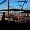 A cattle handler moves calves during an auction at a livestock market in Hermosillo, Mexico, Aug. 18, 2026.
