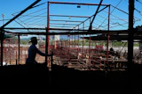 A cattle handler moves calves during an auction at a livestock market in Hermosillo, Mexico, Aug. 18, 2026.