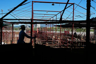A cattle handler moves calves during an auction at a livestock market in Hermosillo, Mexico, Aug. 18, 2026.