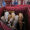 Cows are fenced in before being displayed at a cattle auction in Hermosillo, Mexico, July 29, 2025.