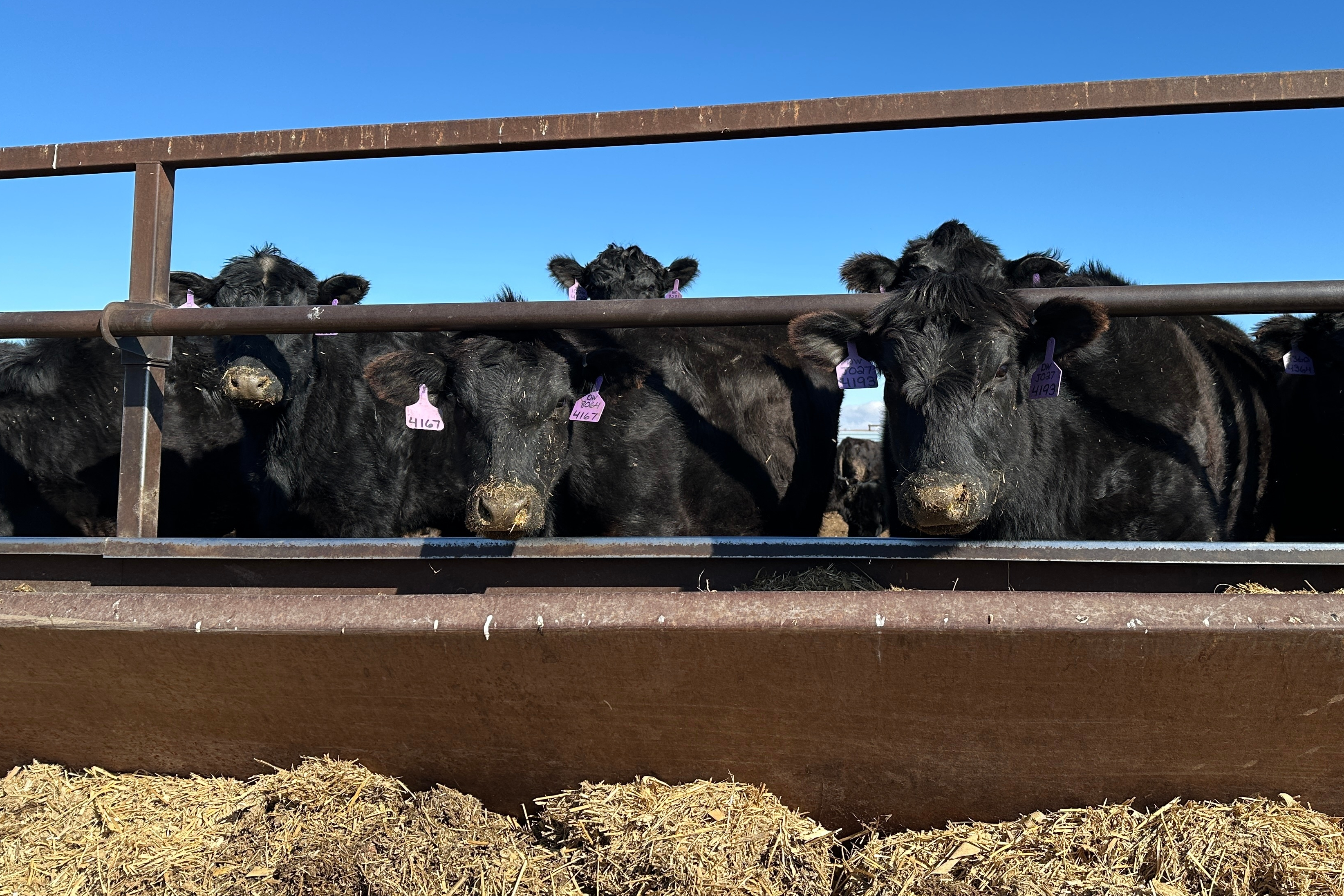 Beef cows at the Diamond J Angus Ranch, March 31, 2026, Mandan, N.D.