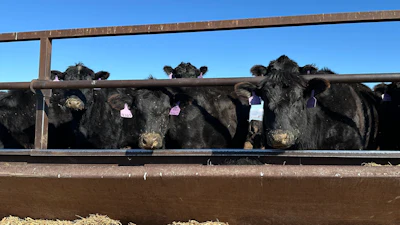 Beef cows at the Diamond J Angus Ranch, March 31, 2026, Mandan, N.D.