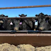 Beef cows at the Diamond J Angus Ranch, March 31, 2026, Mandan, N.D.