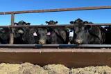Beef cows at the Diamond J Angus Ranch, March 31, 2026, Mandan, N.D.