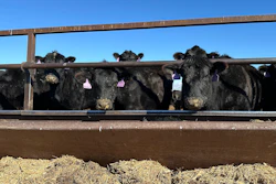 Beef cows at the Diamond J Angus Ranch, March 31, 2026, Mandan, N.D.