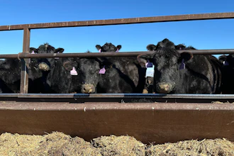 Beef cows at the Diamond J Angus Ranch, March 31, 2026, Mandan, N.D.