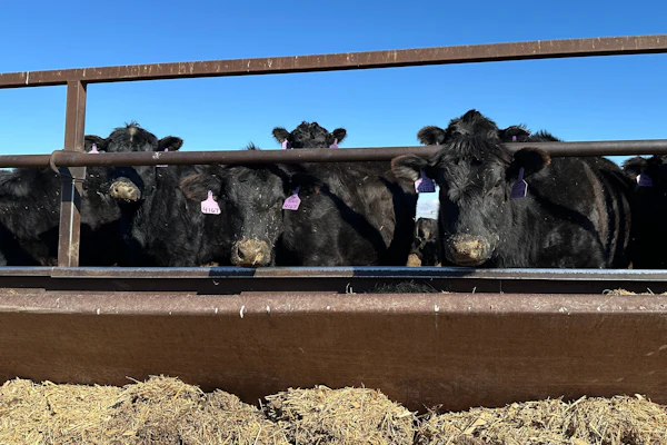 Beef cows at the Diamond J Angus Ranch, March 31, 2026, Mandan, N.D.