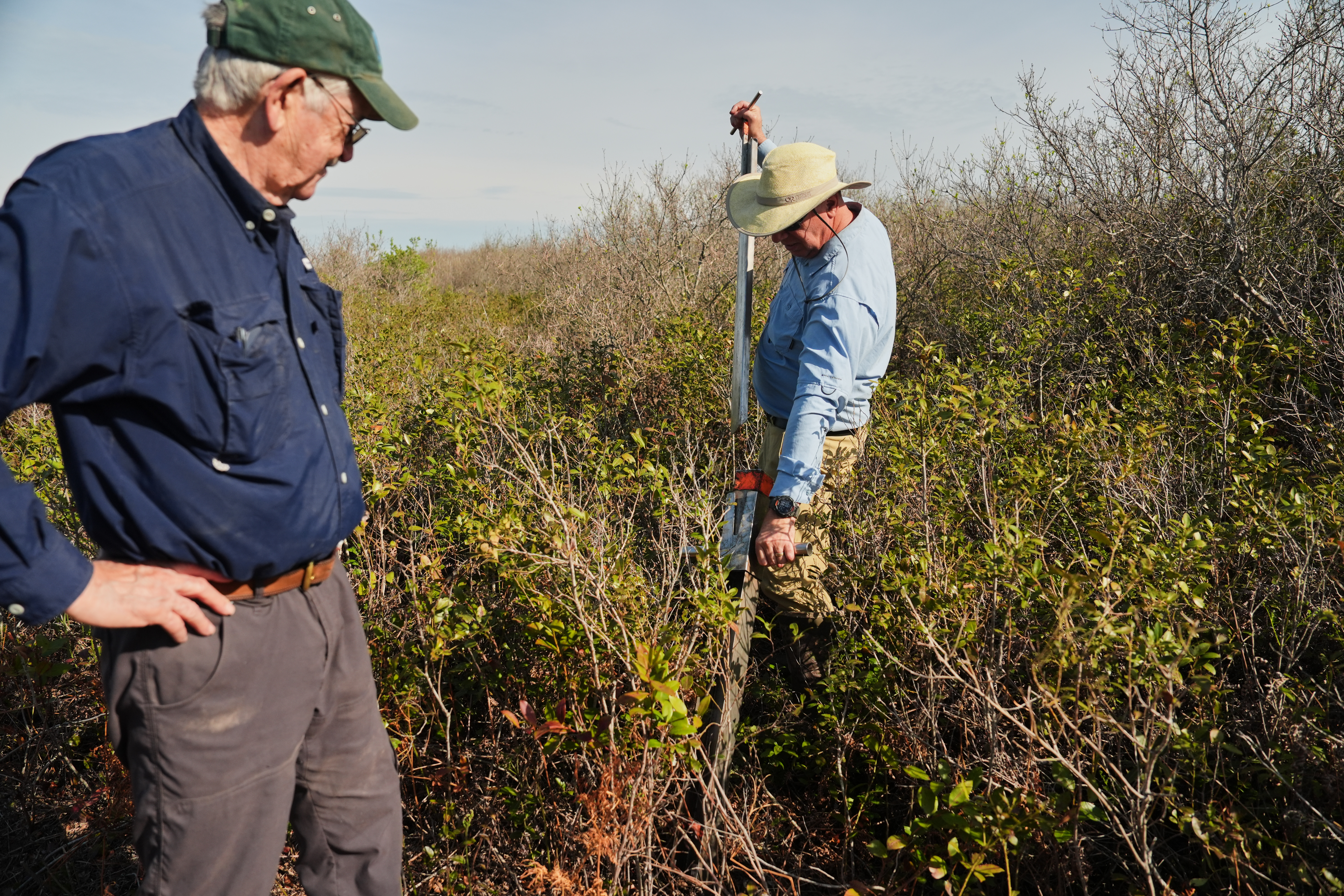 Neal Flanagan, right, a research scientist at Duke University, uses a tool to take a soil sample from a peatland as Curt Richardson, an ecology professor at Duke, observes, May 6, 2026, Belhaven, N.C.