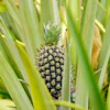 A pineapple grows on Djoda Farm in Matourkou, Burkina Faso, May 7, 2026.