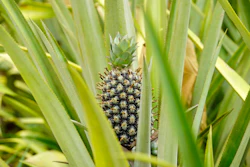 A pineapple grows on Djoda Farm in Matourkou, Burkina Faso, May 7, 2026.