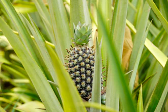 A pineapple grows on Djoda Farm in Matourkou, Burkina Faso, May 7, 2026.