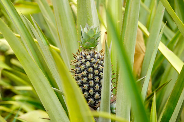 A pineapple grows on Djoda Farm in Matourkou, Burkina Faso, May 7, 2026.
