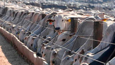Cattle at a feedlot operated by the Otavio Lage group in Goianesia, Brazil, June 13, 2025.