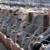 Cattle at a feedlot operated by the Otavio Lage group in Goianesia, Brazil, June 13, 2025.