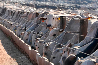 Cattle at a feedlot operated by the Otavio Lage group in Goianesia, Brazil, June 13, 2025.