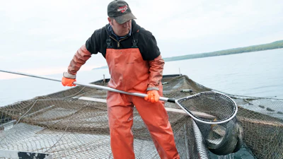 Joel Petersen carries a net of whitefish aboard a boat near Leland, Mich., 2025.