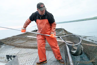Joel Petersen carries a net of whitefish aboard a boat near Leland, Mich., 2025.