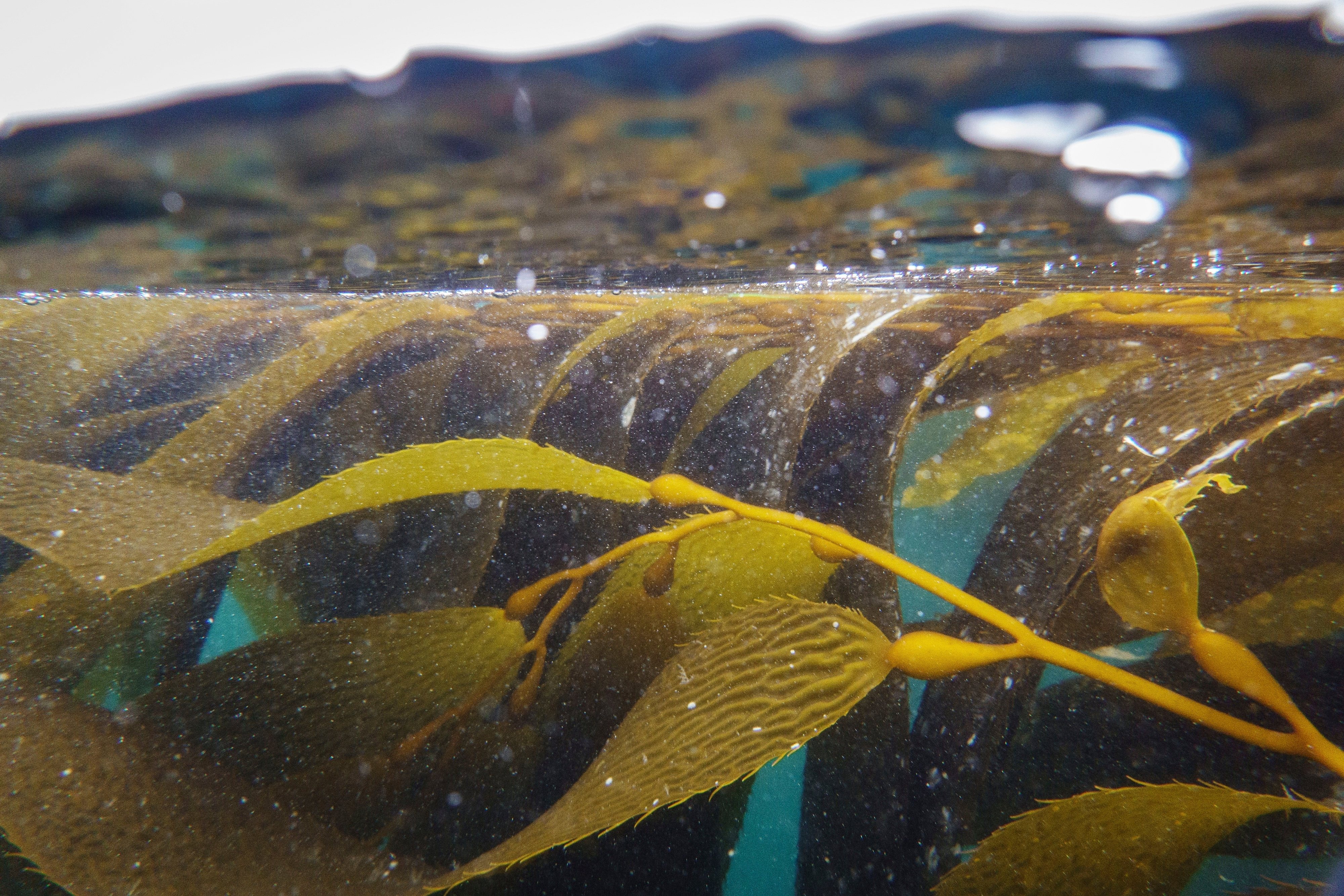 Kelp shown underwater, May 1, 2025, Channel Islands, Calif.