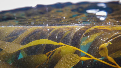Kelp shown underwater, May 1, 2025, Channel Islands, Calif.