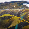 Kelp shown underwater, May 1, 2025, Channel Islands, Calif.