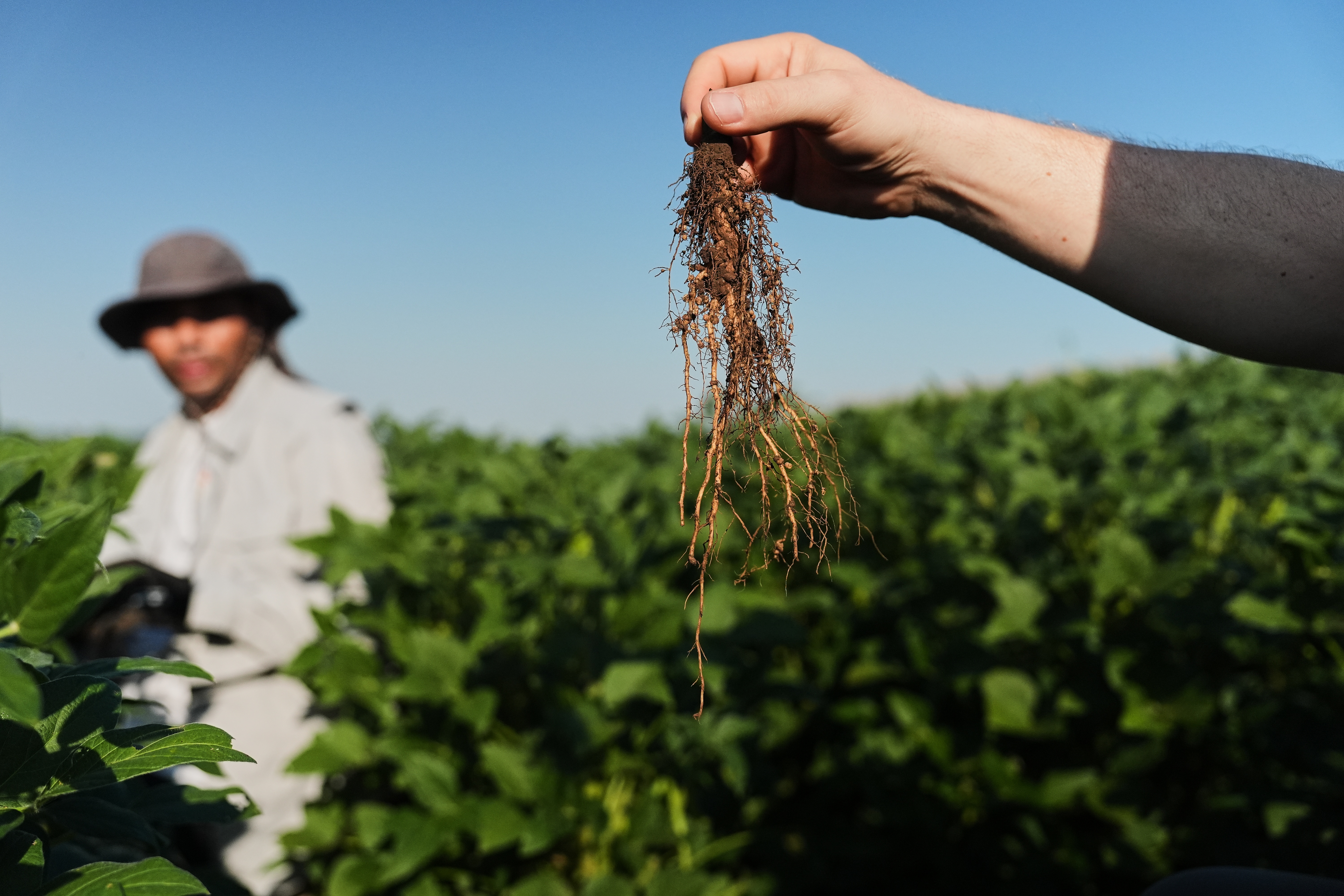 Wolfgang Busch, director of the Harnessing Plants Initiative at the Salk Institute, holds up a soybean root that was genetically-engineered to grow downward, Sept. 1, 2026, Urbana, Ill.