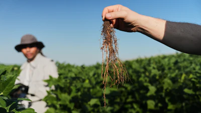 Wolfgang Busch, director of the Harnessing Plants Initiative at the Salk Institute, holds up a soybean root that was genetically-engineered to grow downward, Sept. 1, 2026, Urbana, Ill.