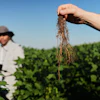 Wolfgang Busch, director of the Harnessing Plants Initiative at the Salk Institute, holds up a soybean root that was genetically-engineered to grow downward, Sept. 1, 2026, Urbana, Ill.