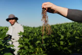 Wolfgang Busch, director of the Harnessing Plants Initiative at the Salk Institute, holds up a soybean root that was genetically-engineered to grow downward, Sept. 1, 2026, Urbana, Ill.