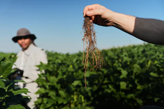 Wolfgang Busch, director of the Harnessing Plants Initiative at the Salk Institute, holds up a soybean root that was genetically-engineered to grow downward, Sept. 1, 2026, Urbana, Ill.