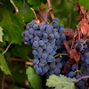 Merlot grapes hang on a vine at Berryhill Family Vineyards in Clements, Calif., Sept. 10, 2026.
