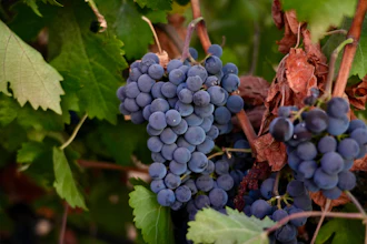 Merlot grapes hang on a vine at Berryhill Family Vineyards in Clements, Calif., Sept. 10, 2026.