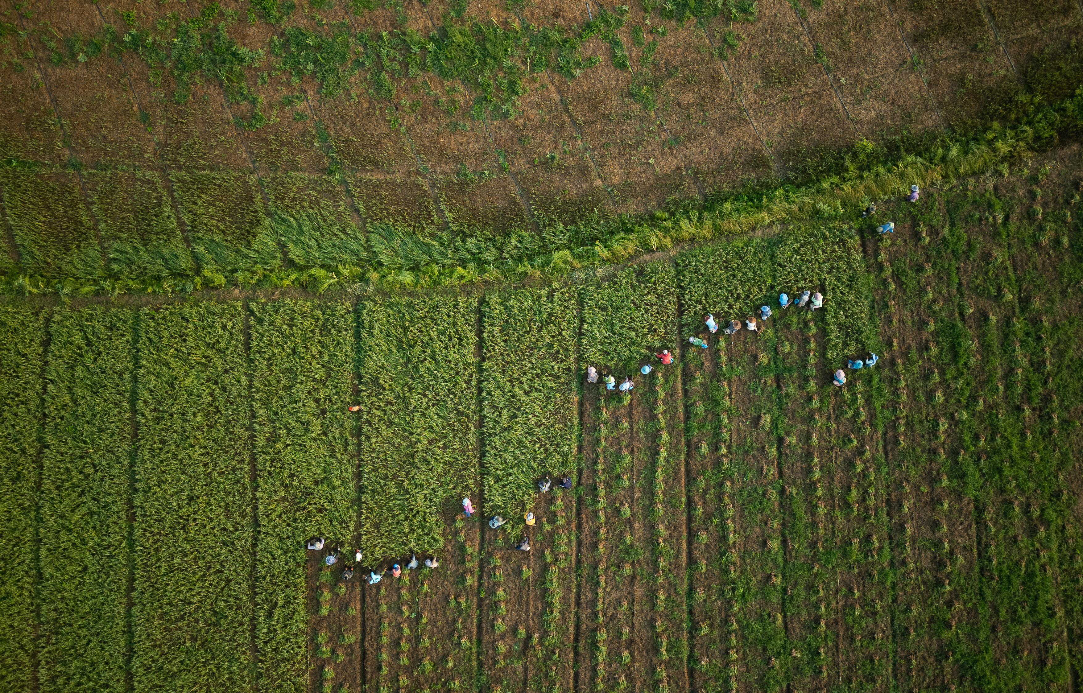 Workers collect garlic from a farm on the banks of the Kok River in Tha Ton, Thailand, Feb. 21, 2026.