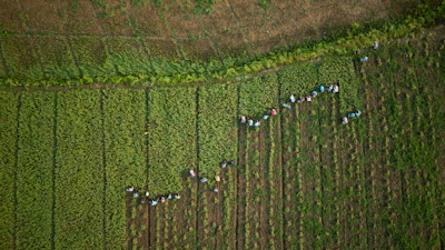 Workers collect garlic from a farm on the banks of the Kok River in Tha Ton, Thailand, Feb. 21, 2026.