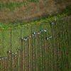 Workers collect garlic from a farm on the banks of the Kok River in Tha Ton, Thailand, Feb. 21, 2026.