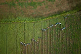 Workers collect garlic from a farm on the banks of the Kok River in Tha Ton, Thailand, Feb. 21, 2026.