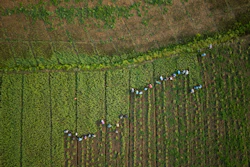Workers collect garlic from a farm on the banks of the Kok River in Tha Ton, Thailand, Feb. 21, 2026.