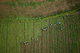 Workers collect garlic from a farm on the banks of the Kok River in Tha Ton, Thailand, Feb. 21, 2026.