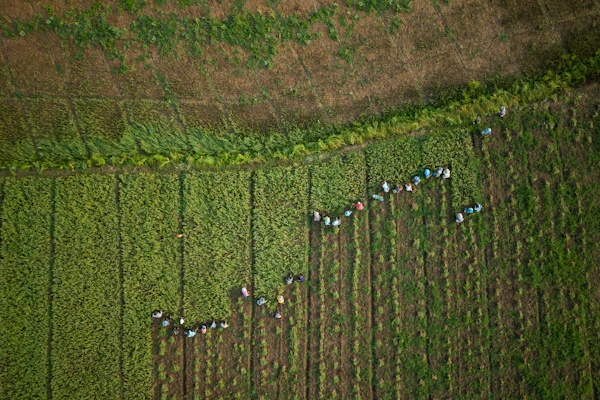 Workers collect garlic from a farm on the banks of the Kok River in Tha Ton, Thailand, Feb. 21, 2026.
