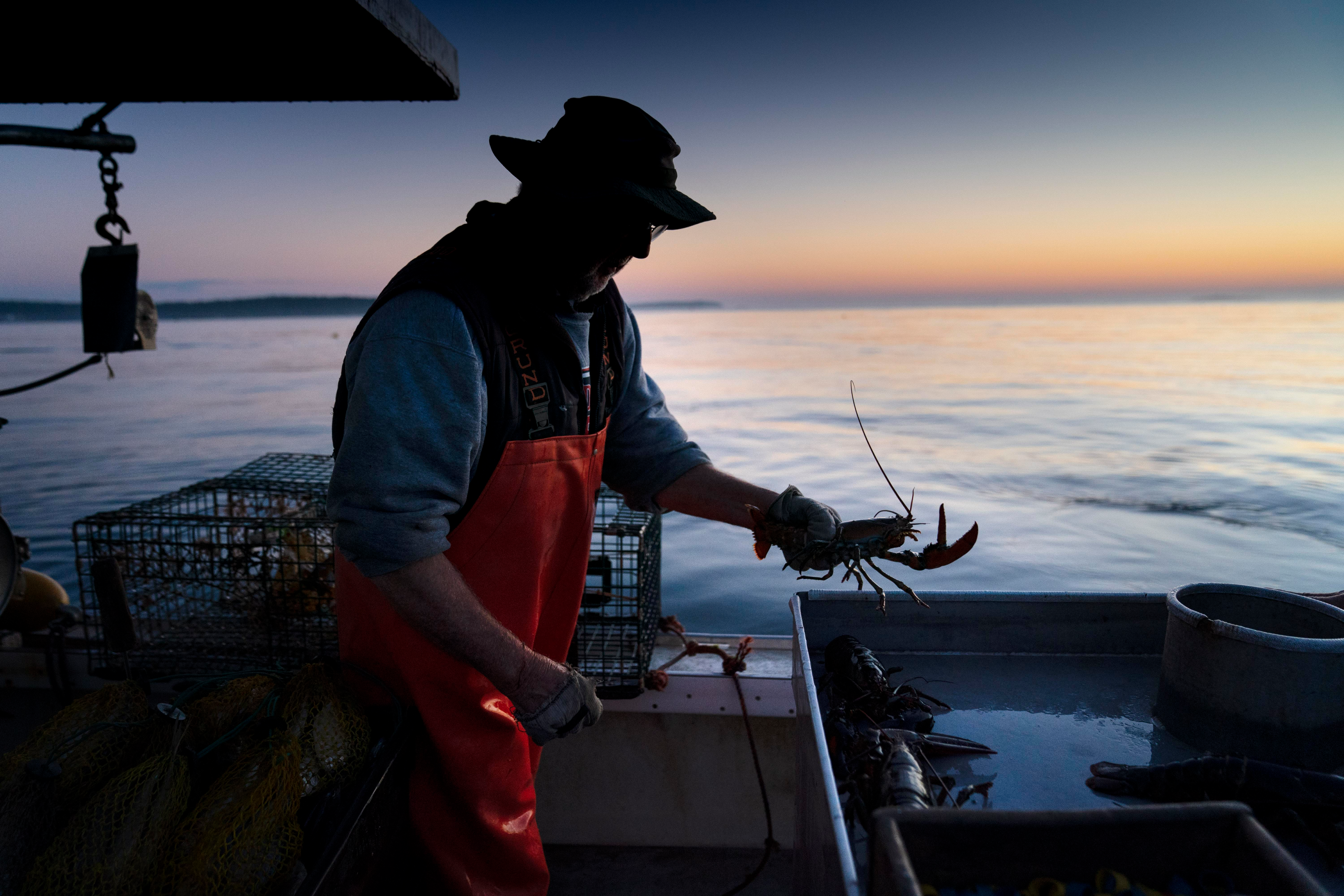Max Oliver moves a lobster to the banding table aboard his boat while fishing off Spruce Head, Maine, Aug. 31, 2021.