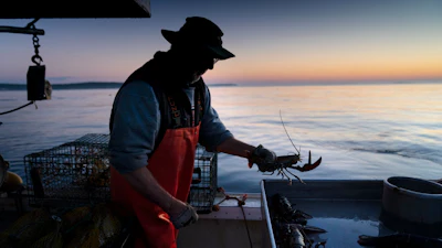 Max Oliver moves a lobster to the banding table aboard his boat while fishing off Spruce Head, Maine, Aug. 31, 2021.