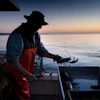 Max Oliver moves a lobster to the banding table aboard his boat while fishing off Spruce Head, Maine, Aug. 31, 2021.