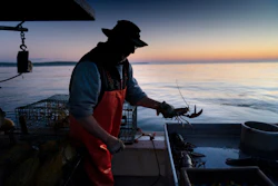 Max Oliver moves a lobster to the banding table aboard his boat while fishing off Spruce Head, Maine, Aug. 31, 2021.