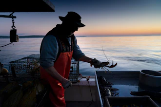 Max Oliver moves a lobster to the banding table aboard his boat while fishing off Spruce Head, Maine, Aug. 31, 2021.