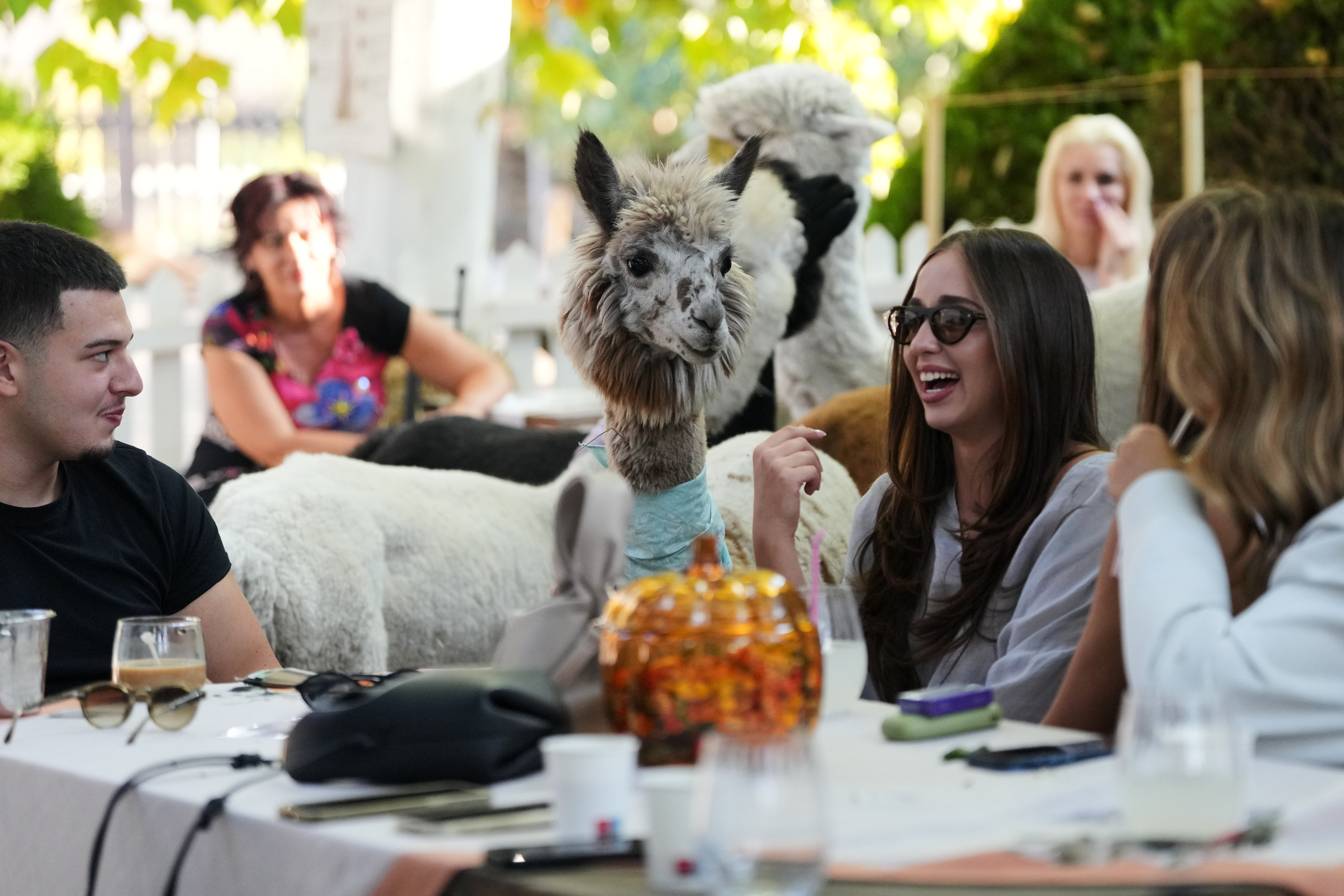 The Alpaca Cafe, Stajicevo, Serbia, Sept. 30, 2026.