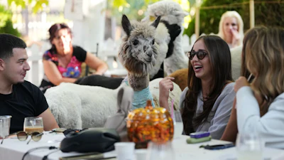 The Alpaca Cafe, Stajicevo, Serbia, Sept. 30, 2026.