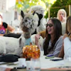 The Alpaca Cafe, Stajicevo, Serbia, Sept. 30, 2026.